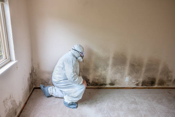 Best Emergency Mold Remediation  in Hudson, CO